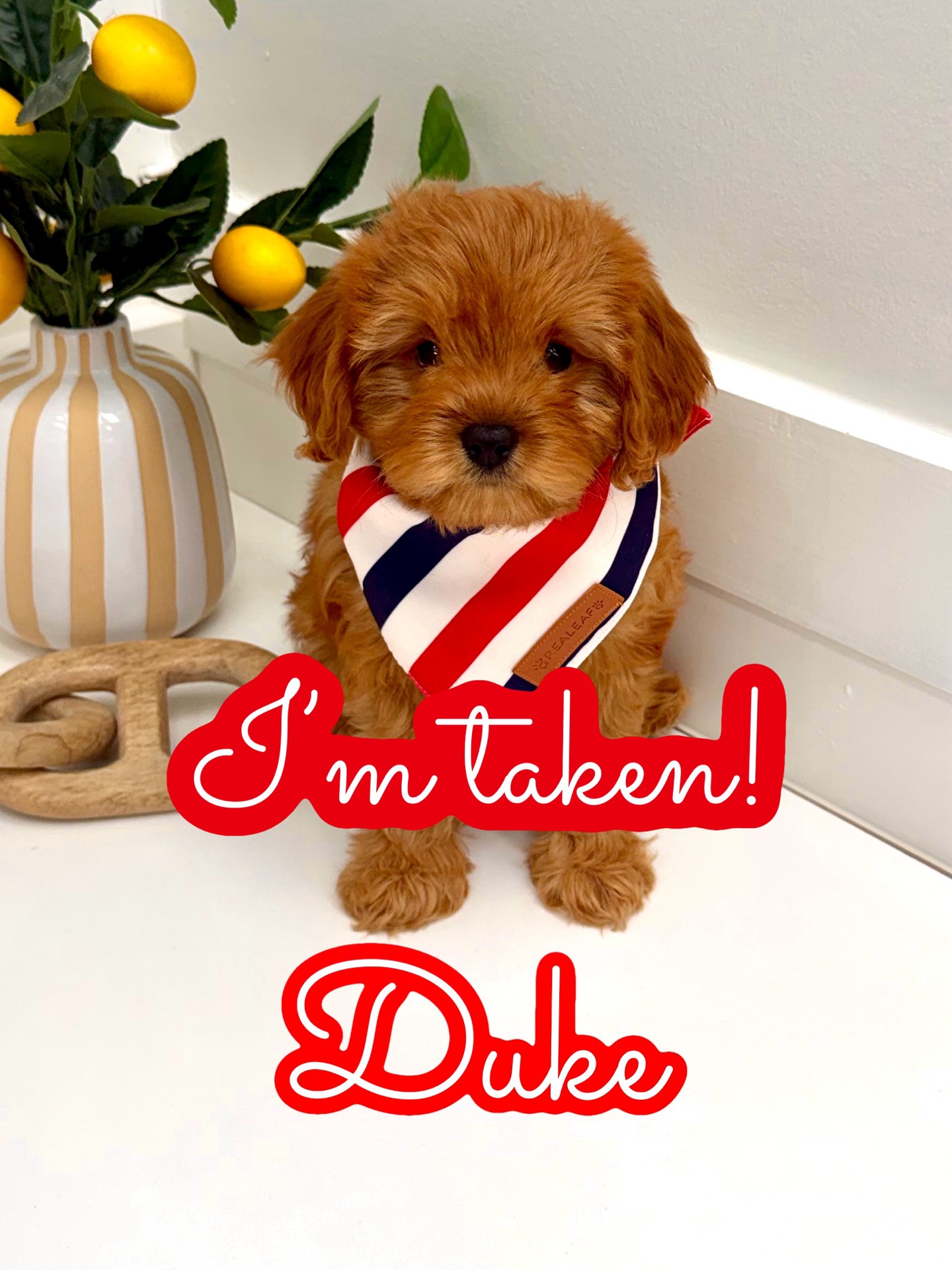 Duke - F Cavapoo Puppy - Litter --_Forever Home in Charleston- SC