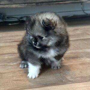 Duke Wolf Sable Mini Pomeranian 4