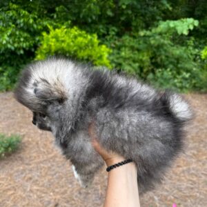 Duke - Wolf Sable Pomeranian - Petite Posh Puppies