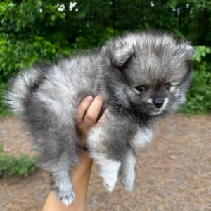 Duke Wolf Sable Pomeranian Petite Posh Puppies 2
