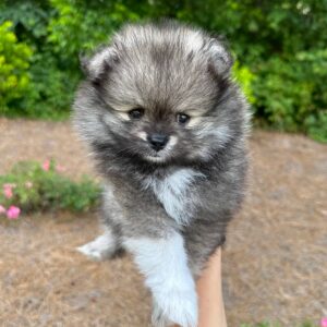 Duke - Wolf Sable Pomeranian - Petite Posh Puppies_