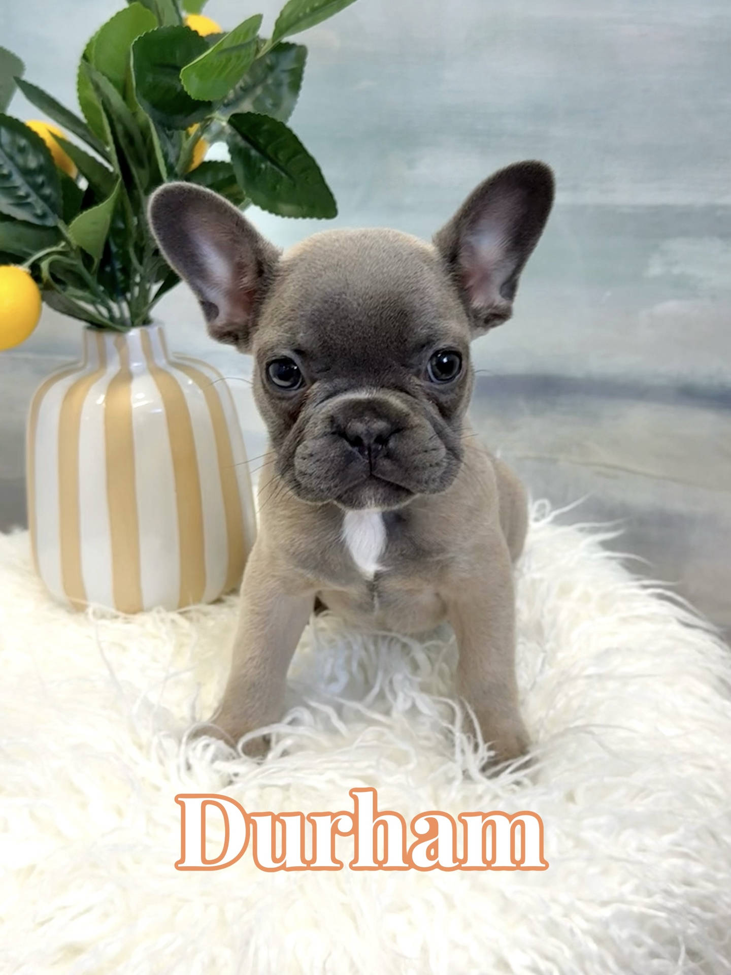 Durham - French Bulldog Puppy - BPPP Litter --