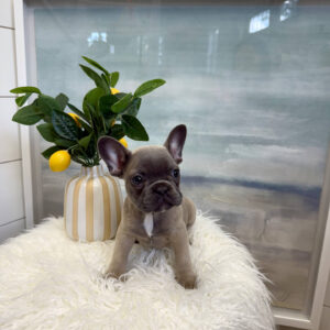 Durham - French Bulldog Puppy - BPPP Litter --_