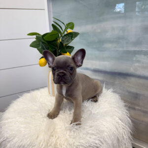 Durham - French Bulldog Puppy - BPPP Litter --_