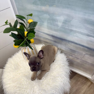 Durham - French Bulldog Puppy - BPPP Litter --_