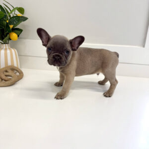 Durham - French Bulldog Puppy - BPPP Litter --_