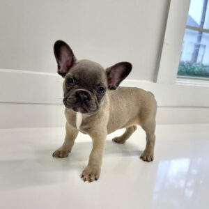 Durham - French Bulldog Puppy - BPPP Litter --_