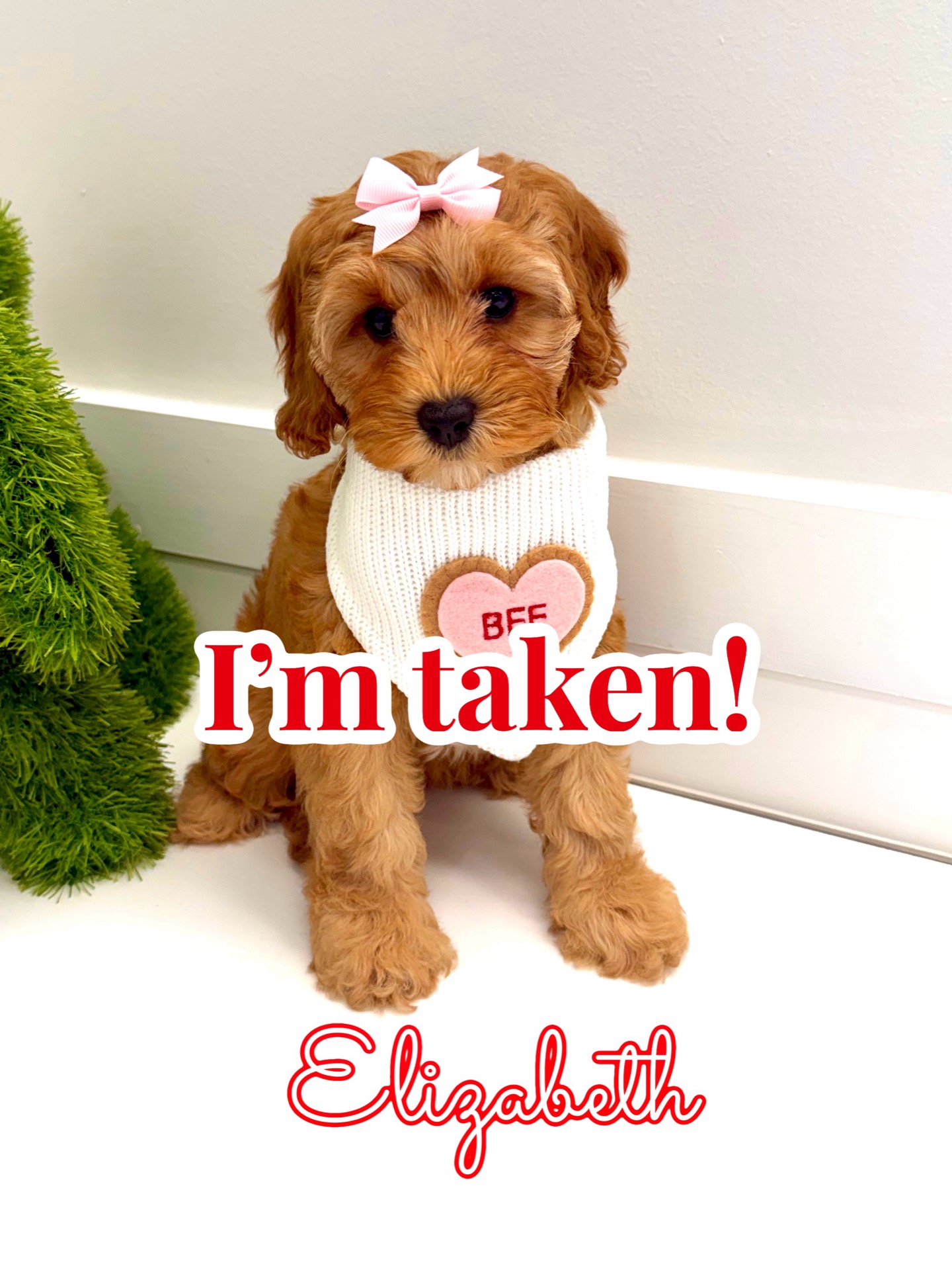 Elizabeth - FB Cavapoo Puppy - BPPP Litter --_ - Forever Home in Destin- FL