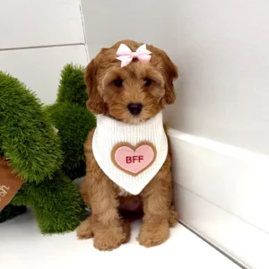 Elizabeth - FB Cavapoo Puppy - BPPP Litter --_