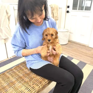 Elizabeth - FB Cavapoo Puppy - BPPP Litter --_