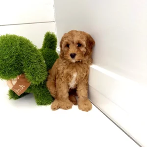 Elizabeth - FB Cavapoo Puppy - BPPP Litter --_