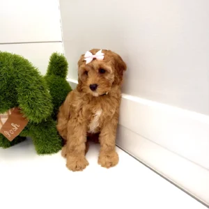 Elizabeth - FB Cavapoo Puppy - BPPP Litter --_