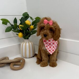Elle Woods - F Cavapoo - BPPP Litter --_