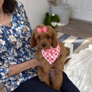Elle Woods - F Cavapoo - BPPP Litter --_