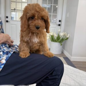 Elle Woods - F Cavapoo - BPPP Litter --_