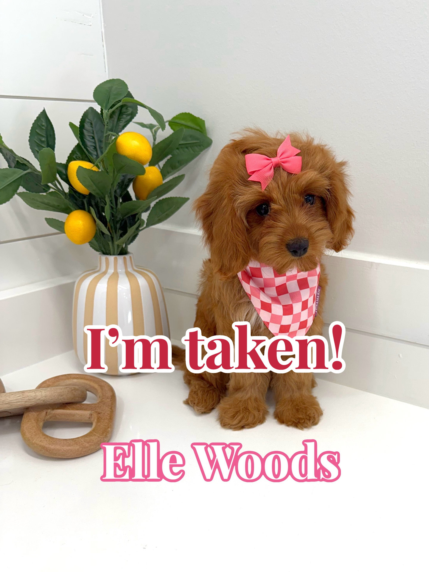 Elle Woods - F Cavapoo - BPPP Litter --_Forever Home in Vestavia Hills- AL