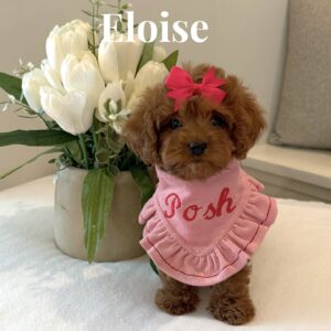 Eloise - F Cavapoo Puppy - BPPP Litter --