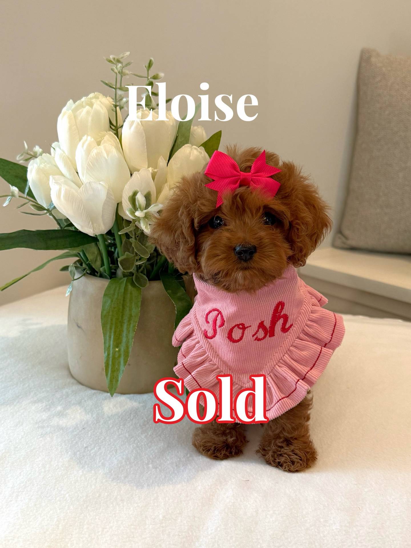 Eloise - F Cavapoo Puppy - BPPP Litter --_