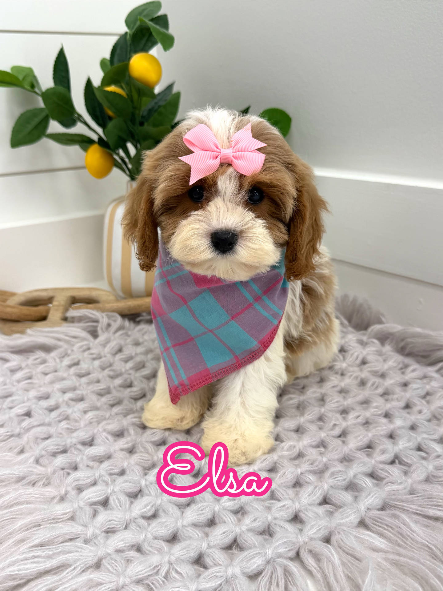 Elsa - F Cavapoo Puppy - Litter --_