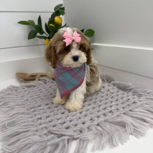 Elsa - F Cavapoo Puppy - Litter --_
