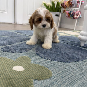 Elsa - F Cavapoo Puppy - Litter --_