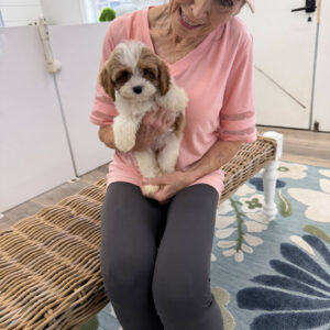 Elsa - F Cavapoo Puppy - Litter --_
