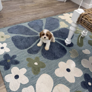 Elsa - F Cavapoo Puppy - Litter --_