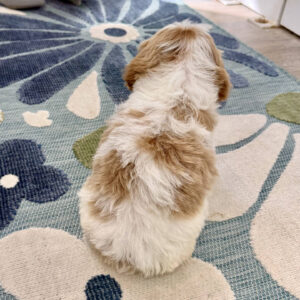 Elsa - F Cavapoo Puppy - Litter --_
