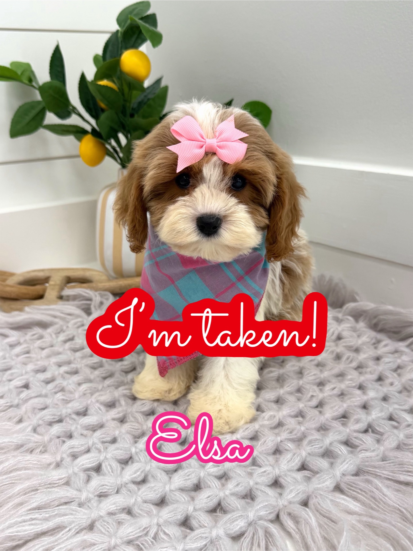 Elsa - F Cavapoo Puppy - Litter --_Forever Home in Hudson- OH