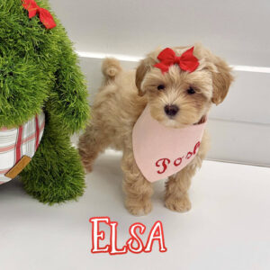 Elsa - F Maltipoo Puppy - BPPP Litter --_