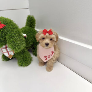 Elsa - F Maltipoo Puppy - BPPP Litter --_