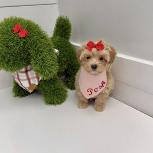 Elsa - F Maltipoo Puppy - BPPP Litter --_