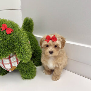 Elsa - F Maltipoo Puppy - BPPP Litter --_