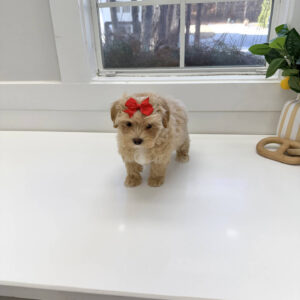Elsa - F Maltipoo Puppy - BPPP Litter --_