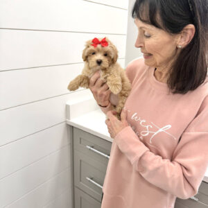 Elsa - F Maltipoo Puppy - BPPP Litter --_