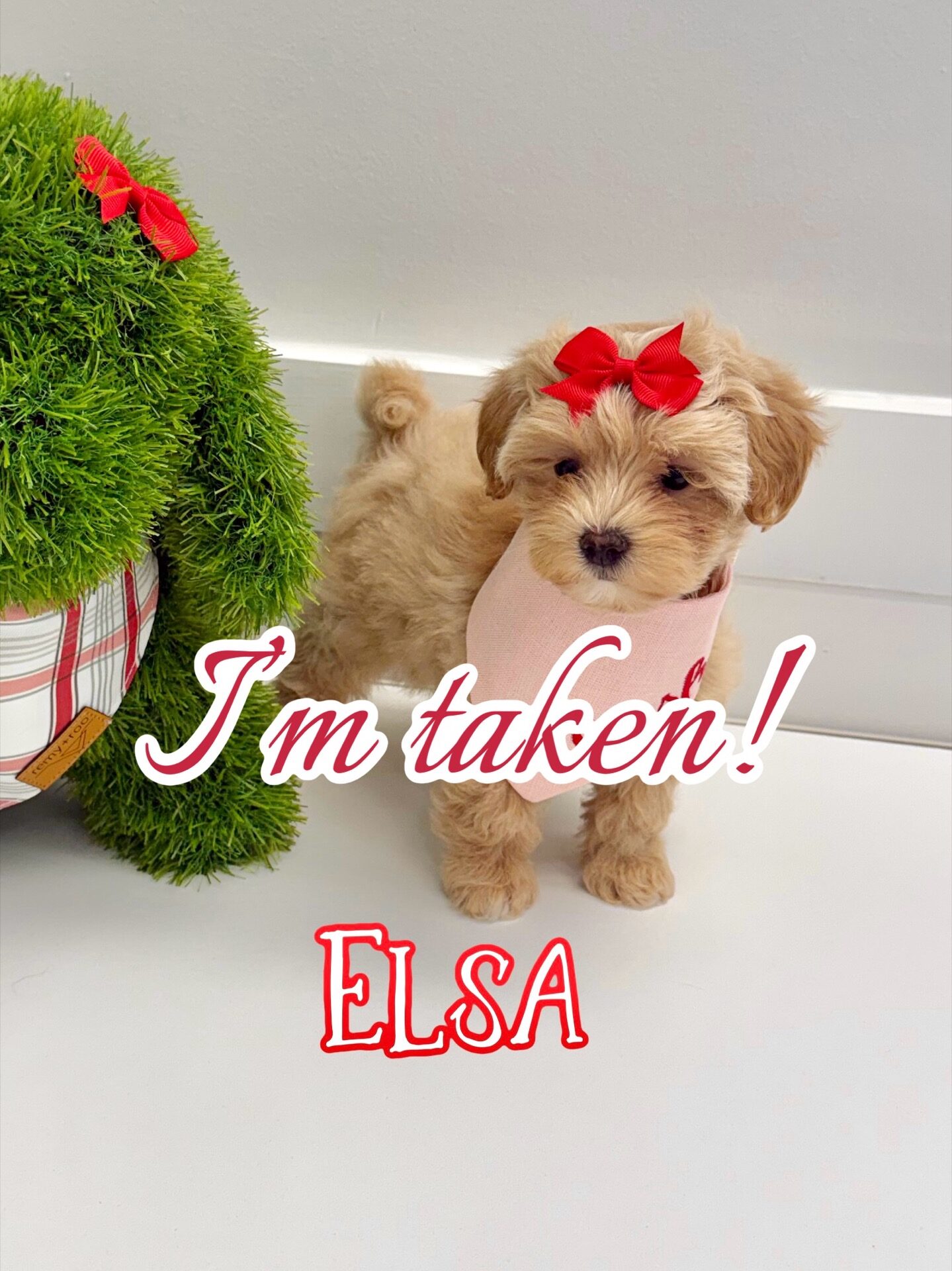 Elsa - F Maltipoo Puppy - BPPP Litter --_Forever Home in Brockton- MA