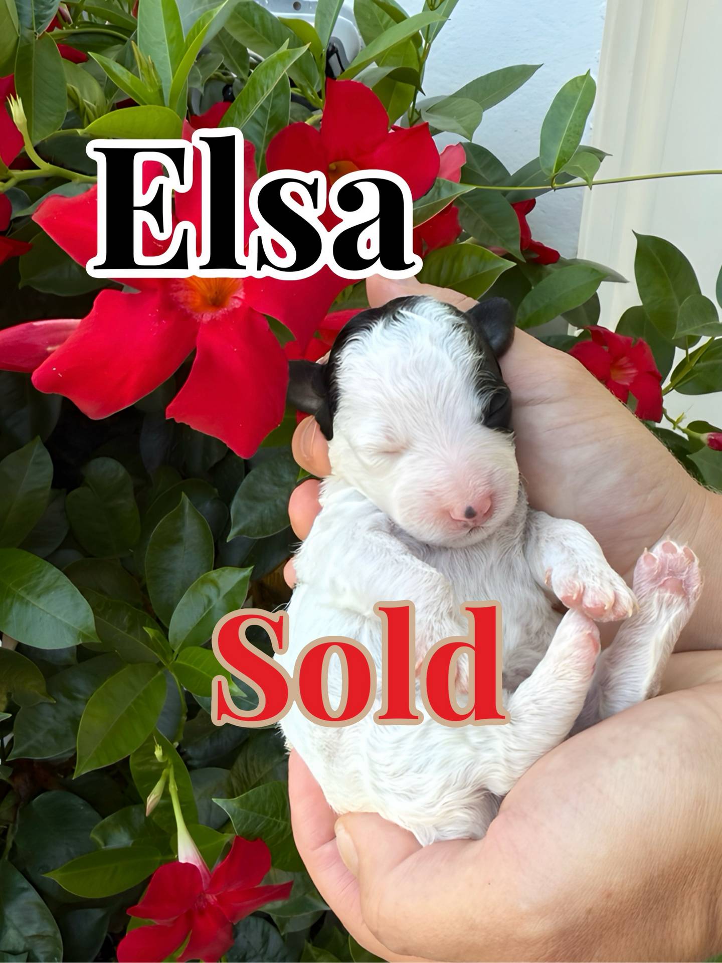 Elsa - White with black markings Color Female CKC FBB Toy Micro Bernedoodle - Forever Home in Hoschton- GA