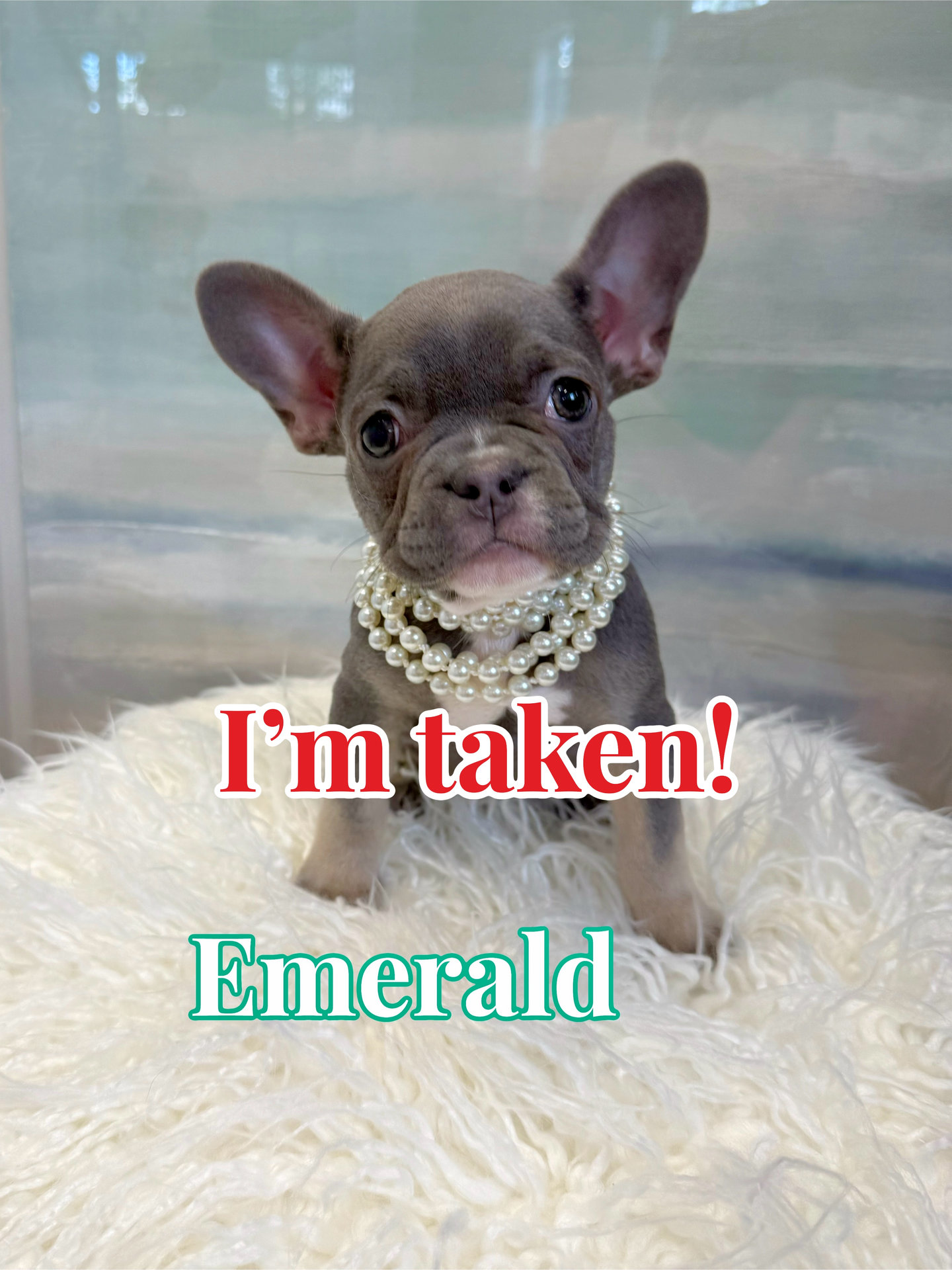 Emerald - French Bulldog Puppy - BPPP Litter -- - Forever Home in Acworth- GA