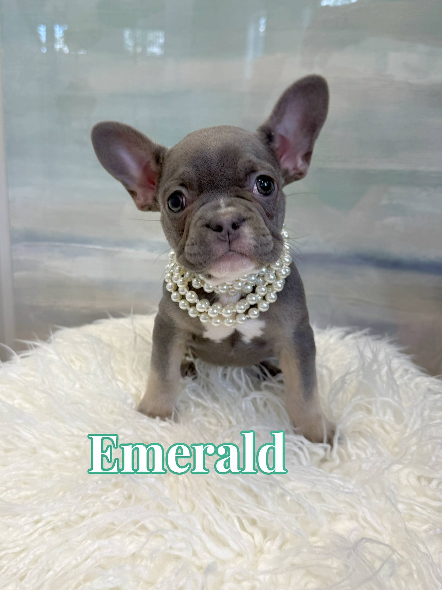 Emerald - French Bulldog Puppy - BPPP Litter --