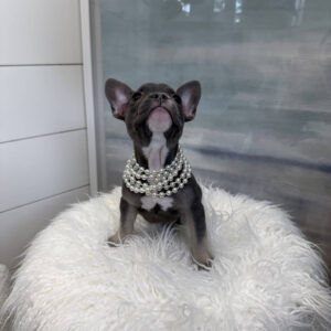 Emerald - French Bulldog Puppy - BPPP Litter --_