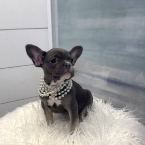 Emerald - French Bulldog Puppy - BPPP Litter --_