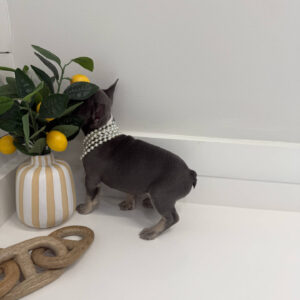 Emerald - French Bulldog Puppy - BPPP Litter --_
