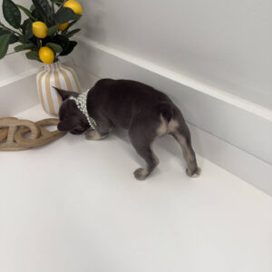 Emerald - French Bulldog Puppy - BPPP Litter --_
