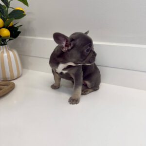Emerald - French Bulldog Puppy - BPPP Litter --_
