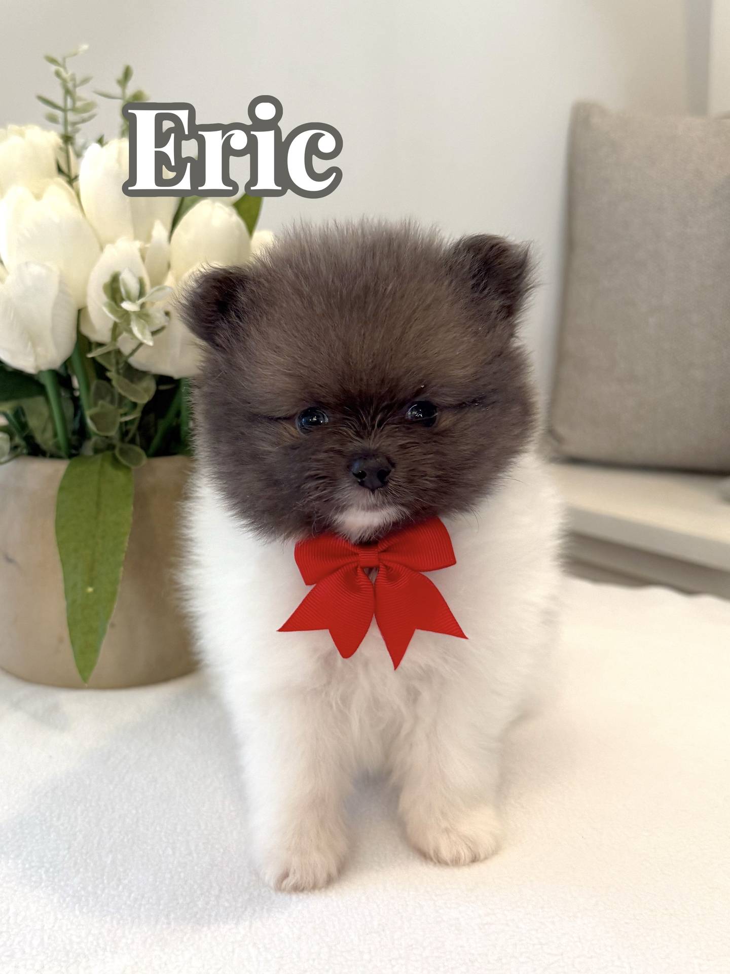 Eric - AKC Pomeranian