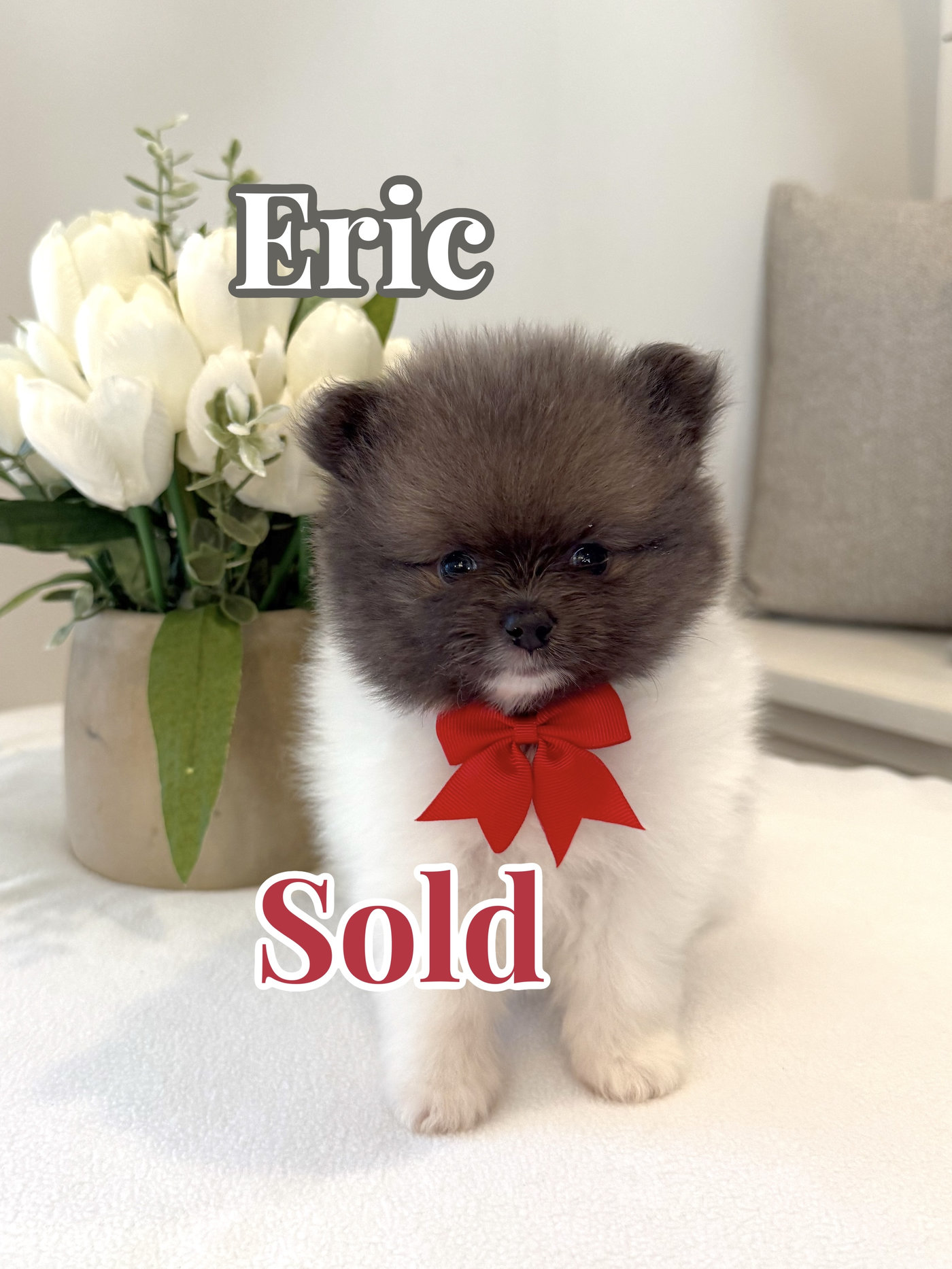 Eric - AKC Pomeranian - Forever Home in New Orleans LA
