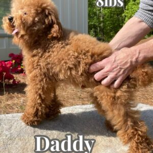 F Cavapoo - Dad - For Nov BPPP Litter