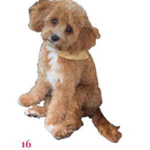 FB Cavapoo - Mom for Dec Litter - BPPP