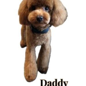 FB Tiny Toy Maltipoo - Dad For Nov BPPP Litter