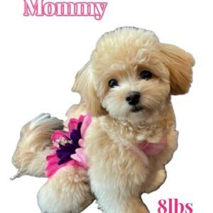 FB Tiny Toy Maltipoo - Mom For Nov BPPP Litter